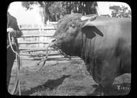 Man showing a bull
