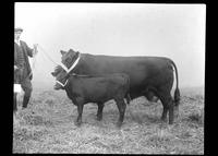 Man showing a cow and calf