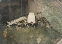 Baby ducks and mother with feeder