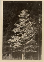 Dogwood tree in bloom